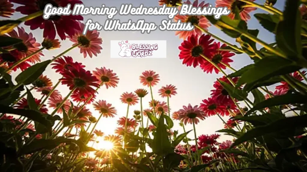 Good Morning Wednesday Blessings for WhatsApp Status